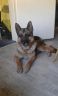 DSHN Dauerpflegehund seit 27.02.2016 (Rusty 12 Jahre)